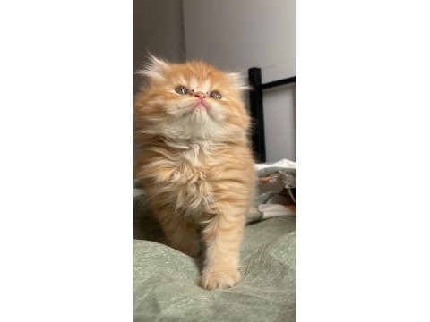 Şahane güzellik show kalite british longhair