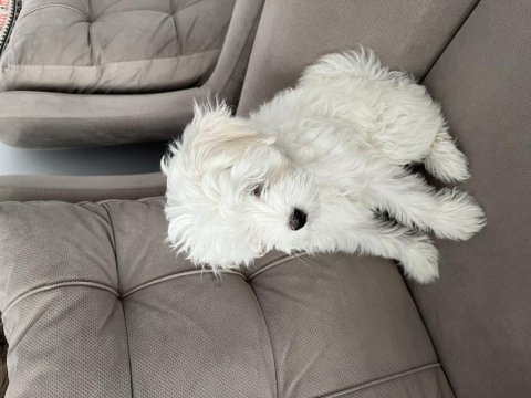 3 aylık yavru orijinal maltese terrier