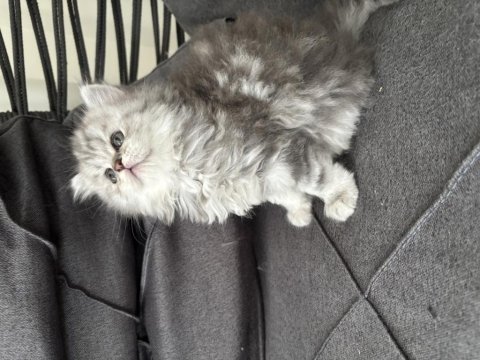 Tatlı british longhair bebeğimiz