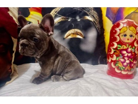 Blue erkek french bulldog bebekler yeni ailelerini arıyor
