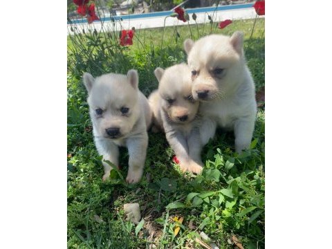 Mavi gözlü husky yavruları