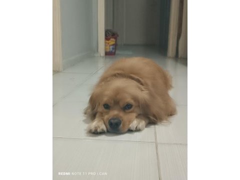 Golden retriever iyi niyetli birine sahiplensin