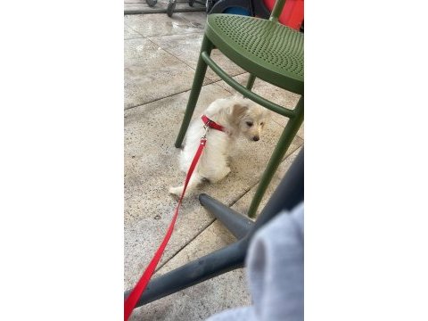 3 aylık yavru köpeğimiz