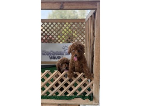 Maltipoo köpeği yavruları