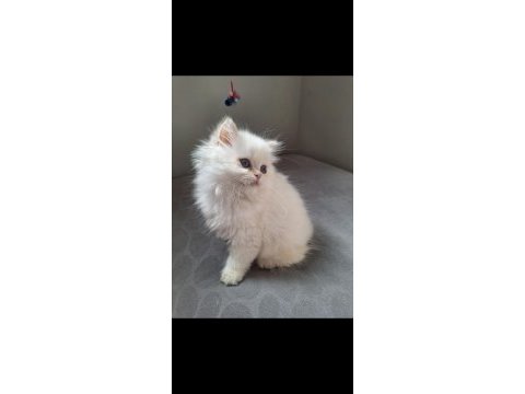 British longhair by12 dişi