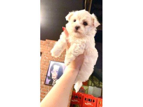 Maltese terrier yavruları bembeyaz kartopu