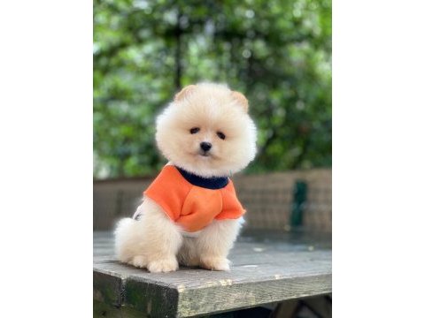 Pomeranian boo yavrumuza yuva arıyoruz