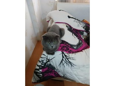 Safkan scottish fold kediler