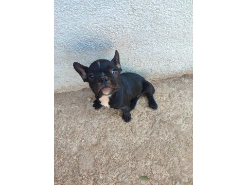 French bulldog yavrum
