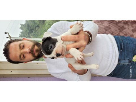 Safkan french bulldog yavruları