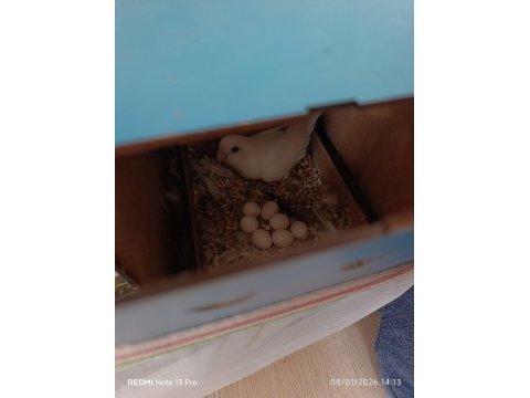 Yumurtalı takım kuşlar çerkezköy elden teslim