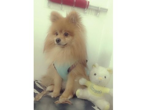 1.5 yaşında erkek pomeranian