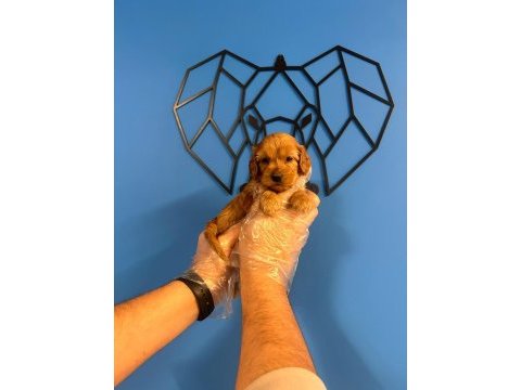 Orijinal ırk garantili maltipoo bebekler