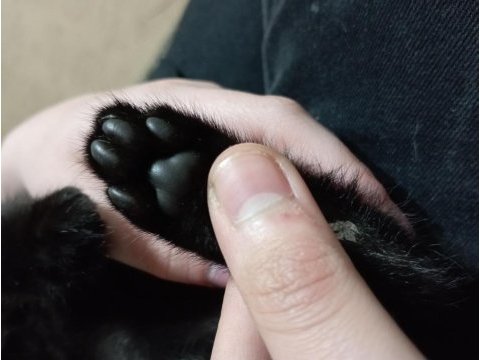2 aylık bombay kedimiz