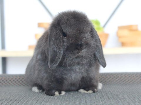 Mini lop tavşanı