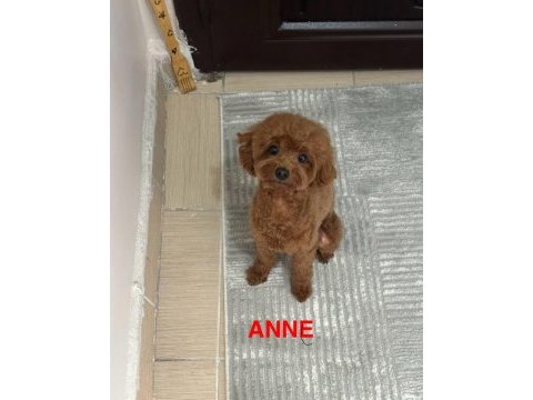 2 aylık teacup poodle