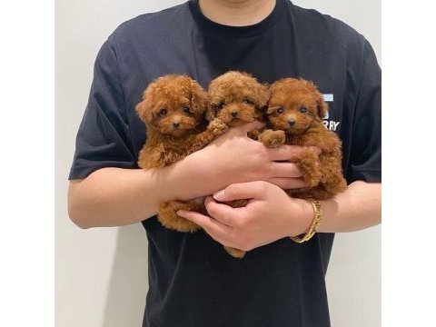 Kore kan sevimli toy poodle yavrularımız