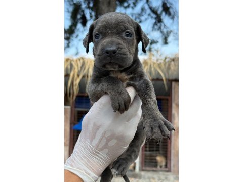Cane corso yavrularımız