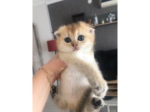 Dünya güzeli scottish fold bunlar
