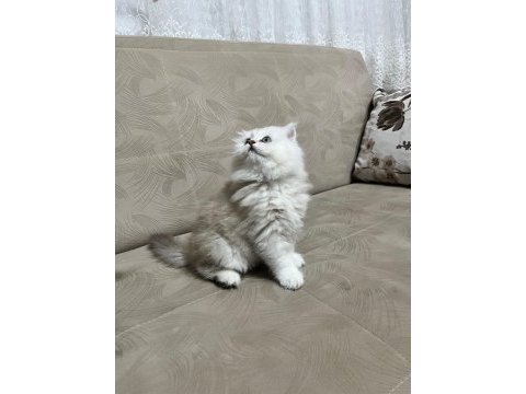 Telime hazır silver erkek british longhair yavrumuz