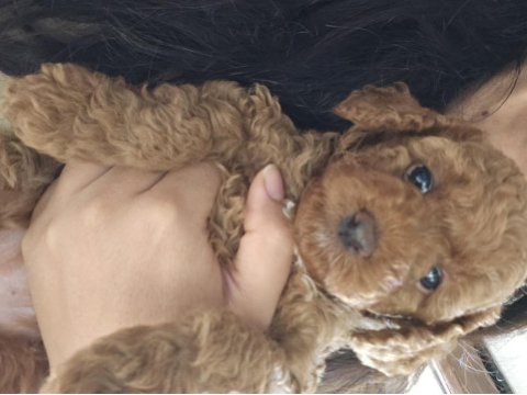 Evde bakılan minik sağlıklı poodle yavrularım