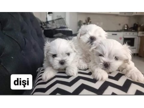Maltese yavrular