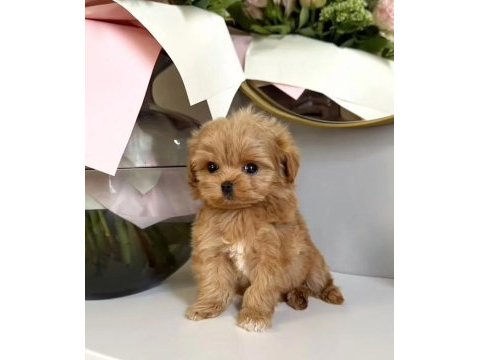 Mini güzel maltipoo bebekler 