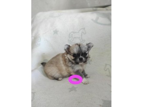 Çiftlik üretimi değil pomeranian bebeklerimiz yuva arıyor