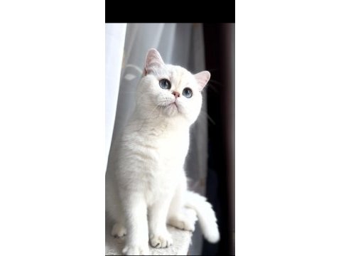Masmavi gözlü kedimiz kısırlaştırma şartıyla kedimiz