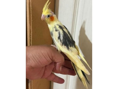 46 günlük full evcil bebek sultan papağanı