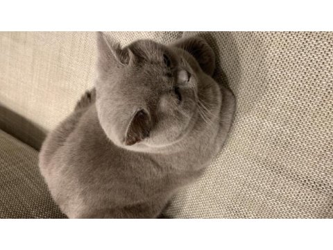 British shorthair 1.5 yaşında