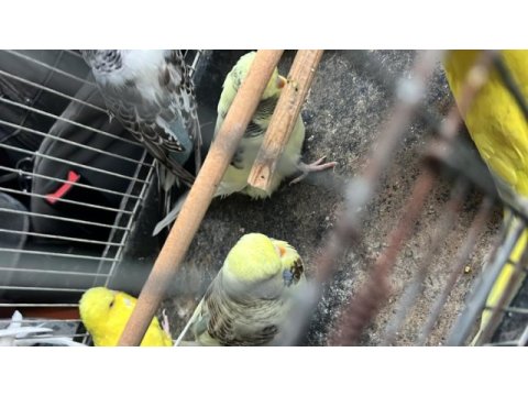 Şhow jumbo genç kuşlar
