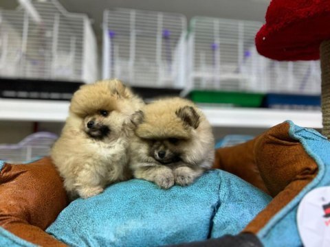 Safkan ırk garantili pomeranian boo