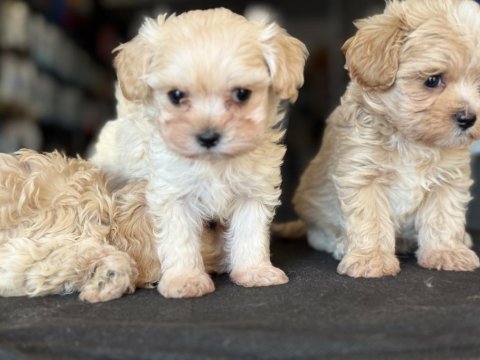 Show kalite tea cup kore maltipoo yavrularmız