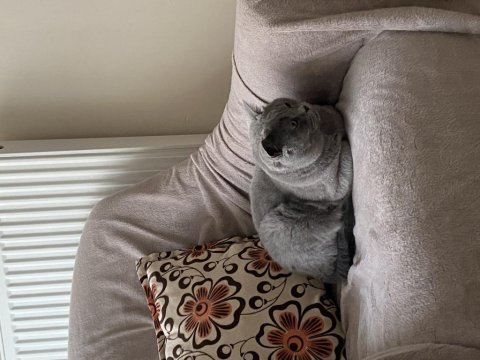 British shorthair kısırlaştırılmış erkek