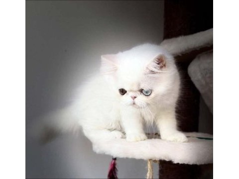 Toretto erkek kedisi lütfen arayarak bılgı alın