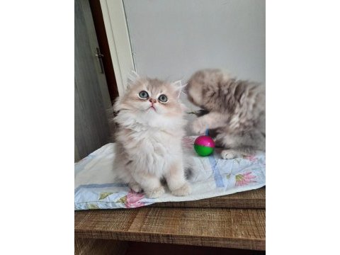 Ponçik yakışıklı british longhair