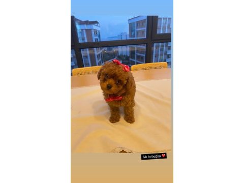 Köpeğimiz kukiiii