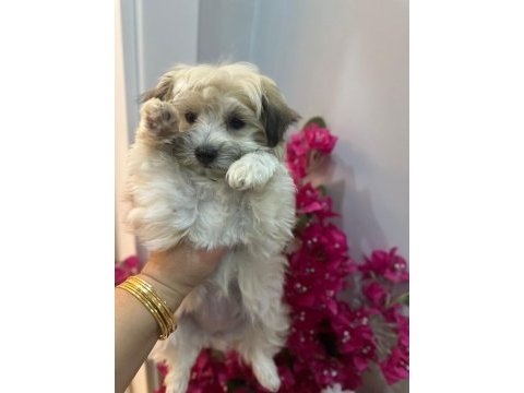 Morkie yavrum 2 buçuk aylık