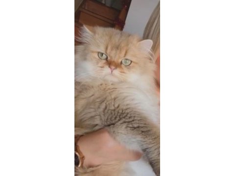 Yetişkin british longhair 3 yaşında