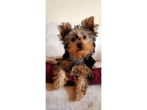 Baby fase yorki bebekleri