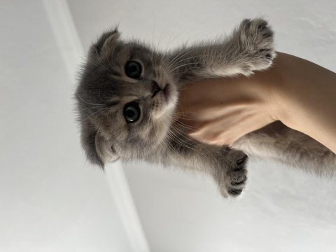 Scottish fold erkek kedim