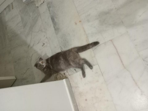 Sahiplenilme 1 yaşında scottish fold