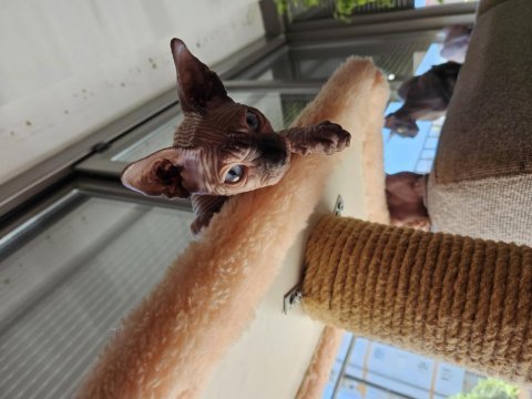 Acil uygun fiyata çok kaliteli sfenks yavrular