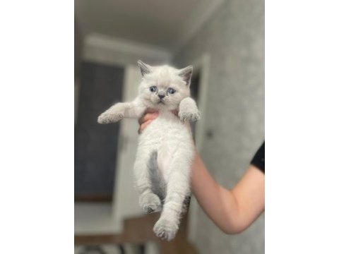 Blue point british shorthair