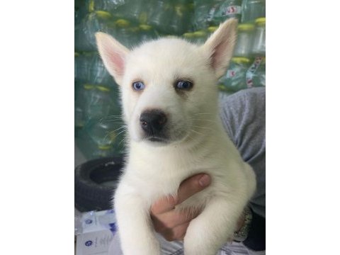 Sibirya kurdu husky