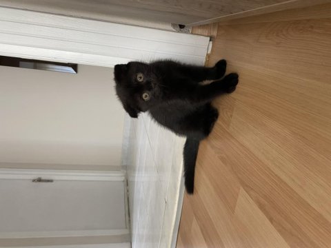 Kahverengi scottish fold yavrusu için yuva