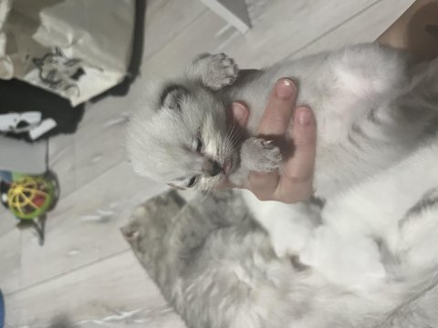 Scottish fold yavrular
