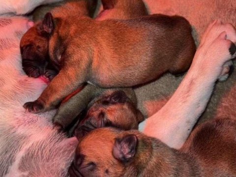 Sağlık ve ırk garantili french bulldog yavrularımız