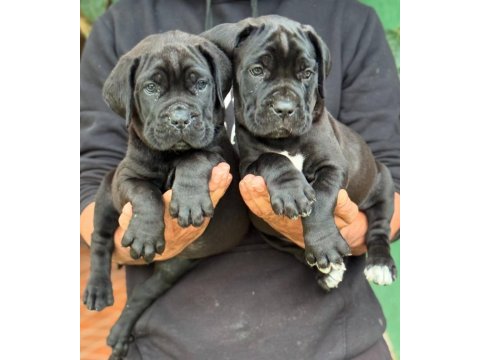 Izin belgeli üretim çiftliğinden cane corso kapıda öde